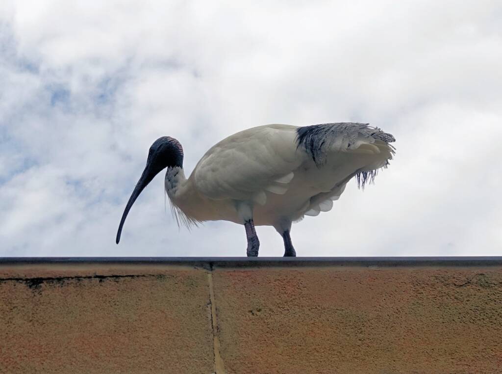 Australian White Ibis (Threskiornis molucca), Hyde Park, Sydney NSW