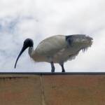 Australian White Ibis (Threskiornis moluccus), Hyde Park, Sydney NSW