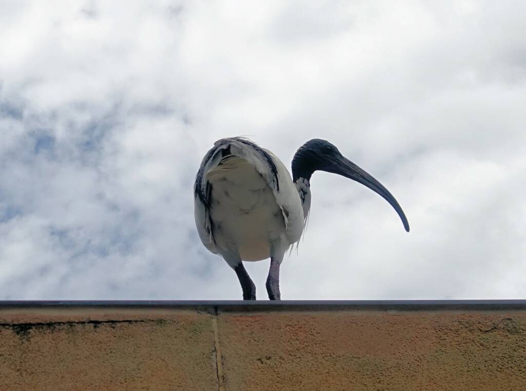 Australian white ibis (Threskiornis molucca), Hyde Park, Sydney NSW