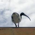 Australian White Ibis (Threskiornis moluccus), Hyde Park, Sydney NSW