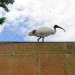 Australian White Ibis (Threskiornis moluccus), Hyde Park, Sydney NSW