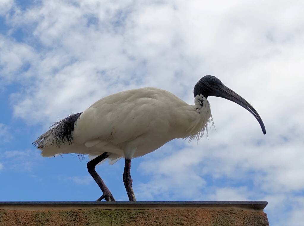 Australian white ibis (Threskiornis molucca), Hyde Park, Sydney NSW