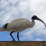 Australian White Ibis (Threskiornis moluccus), Hyde Park, Sydney NSW