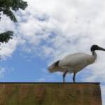 Australian White Ibis (Threskiornis moluccus), Hyde Park, Sydney NSW