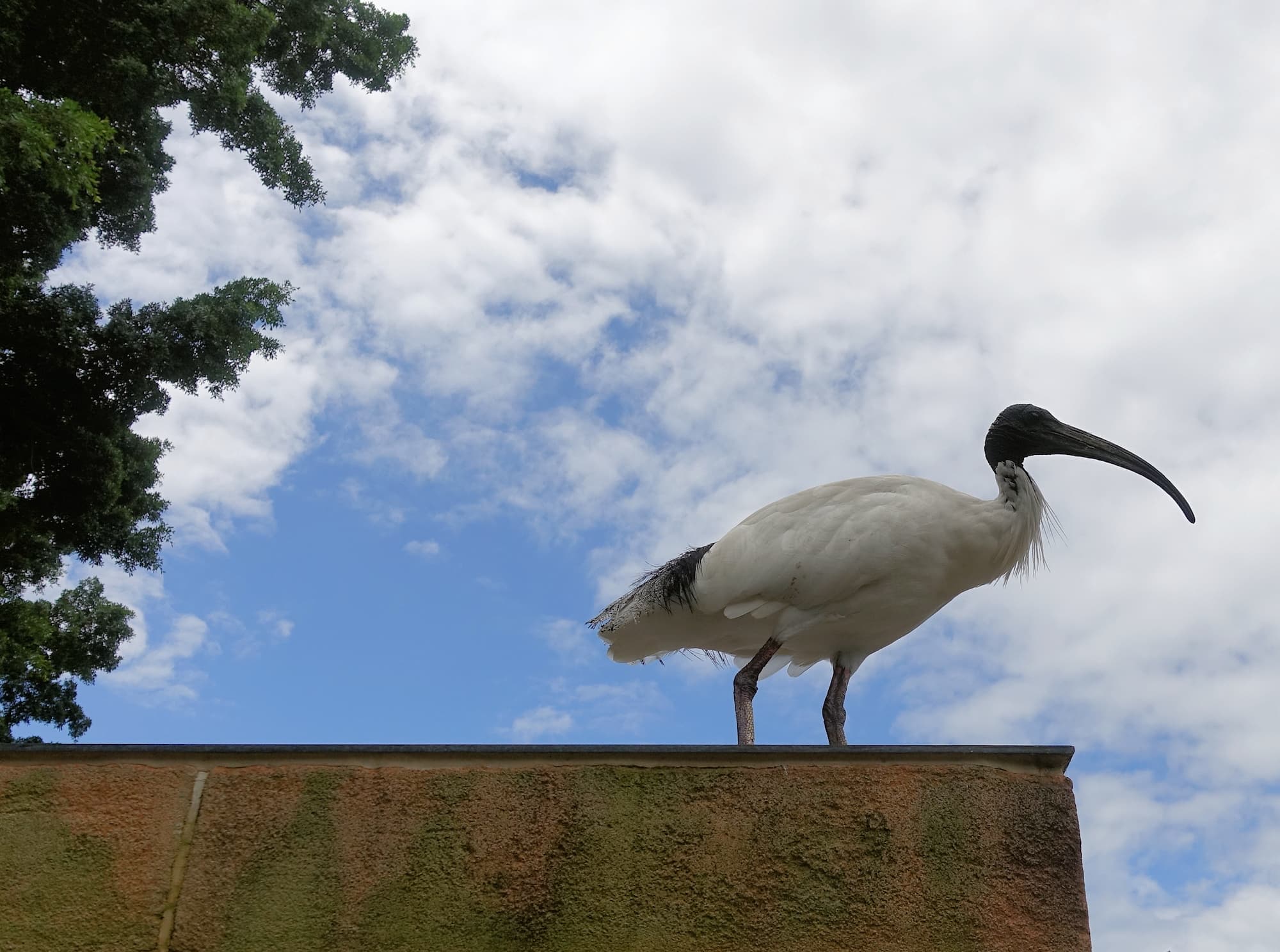 Australian White Ibis (Threskiornis moluccus), Hyde Park, Sydney NSW