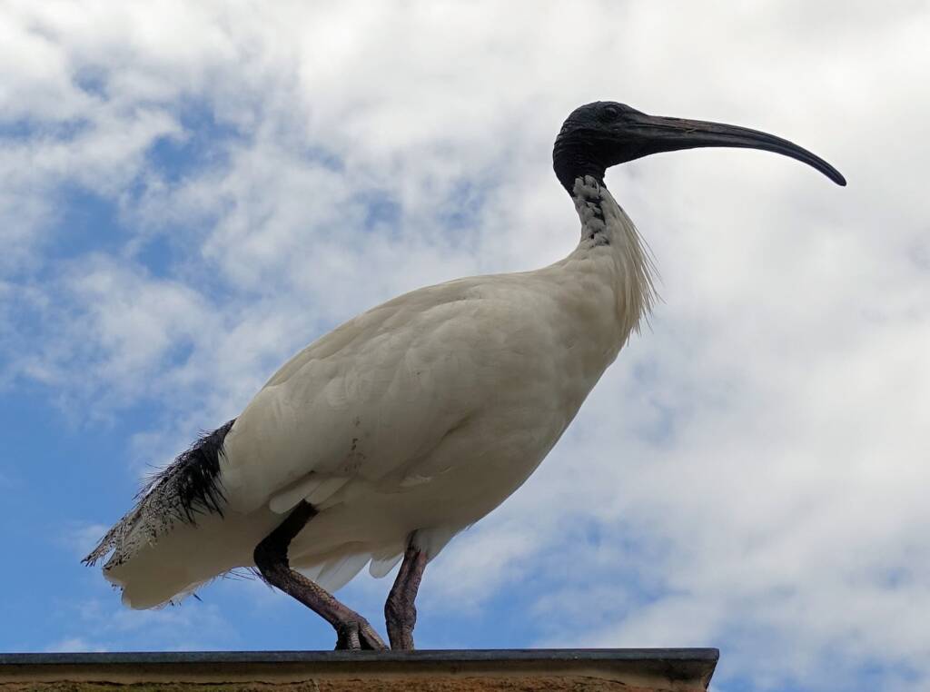 Australian White Ibis (Threskiornis moluccus), Hyde Park, Sydney NSW