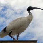 Australian White Ibis (Threskiornis moluccus), Hyde Park, Sydney NSW