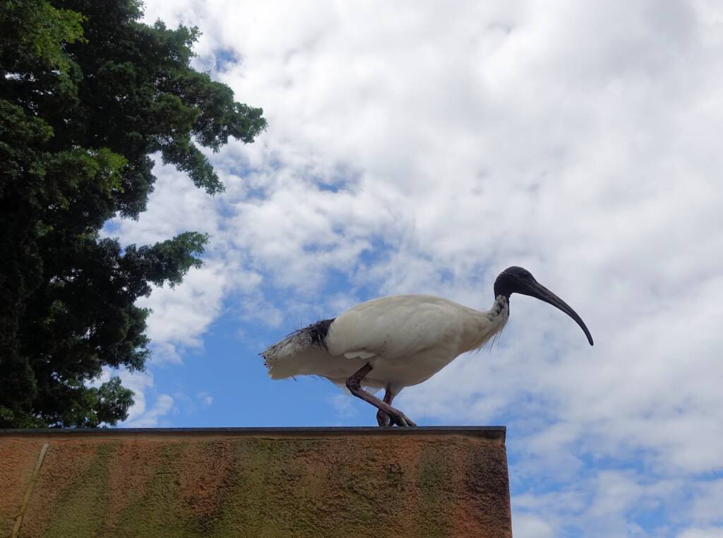 Australian white ibis (Threskiornis molucca), Hyde Park, Sydney NSW