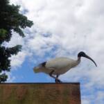 Australian White Ibis (Threskiornis moluccus), Hyde Park, Sydney NSW