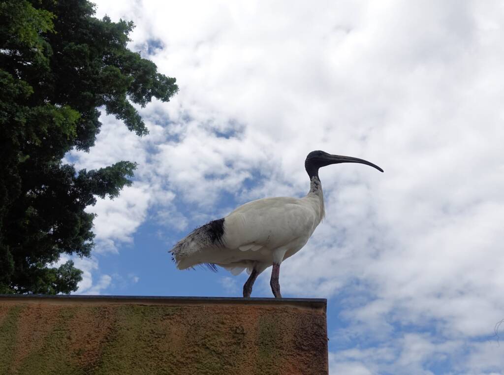 Australian white ibis (Threskiornis molucca), Hyde Park, Sydney NSW