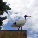 Australian white ibis (Threskiornis moluccus), Hyde Park, Sydney NSW