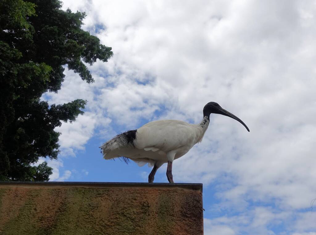Australian white ibis (Threskiornis molucca), Hyde Park, Sydney NSW