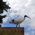 Australian white ibis (Threskiornis moluccus), Hyde Park, Sydney NSW