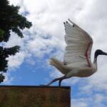 Australian white ibis (Threskiornis moluccus), Hyde Park, Sydney NSW