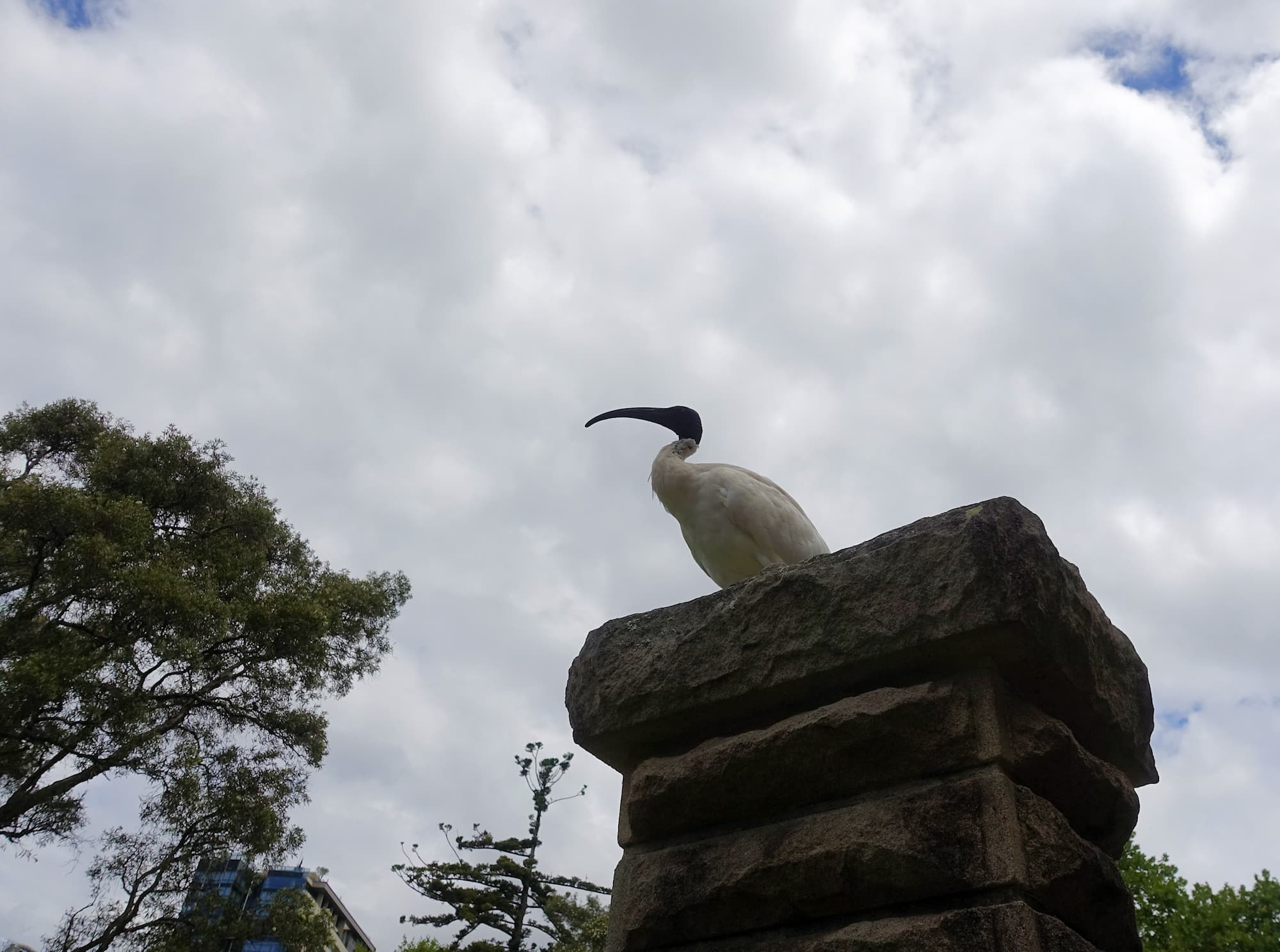 Australian white ibis (Threskiornis moluccus), Hyde Park, Sydney NSW