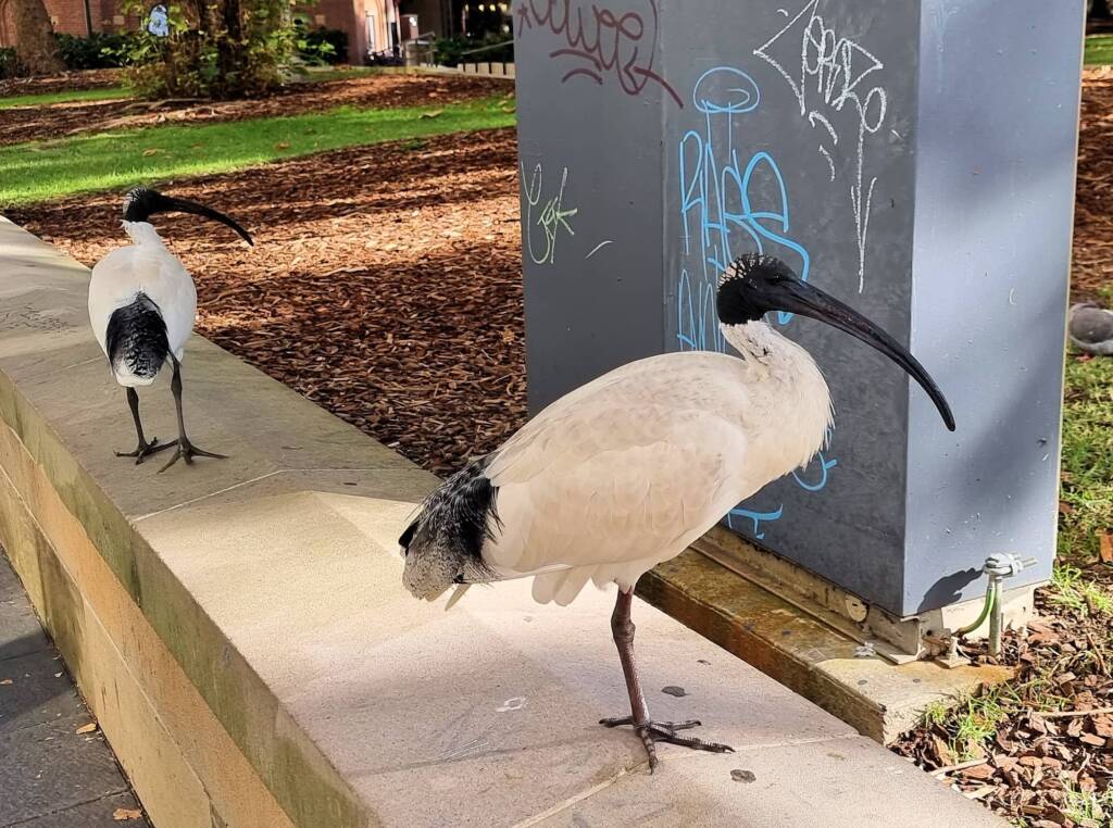 Australian White Ibis (Threskiornis molucca), Hyde Park, Sydney NSW