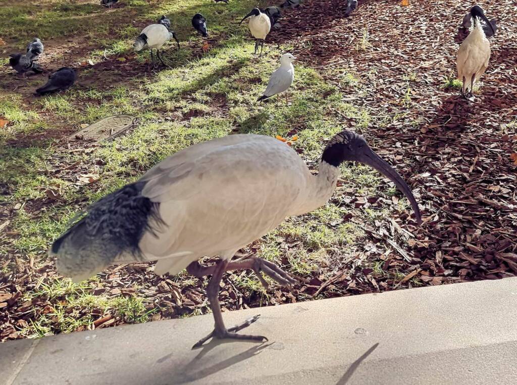 Australian White Ibis (Threskiornis molucca), Hyde Park, Sydney NSW
