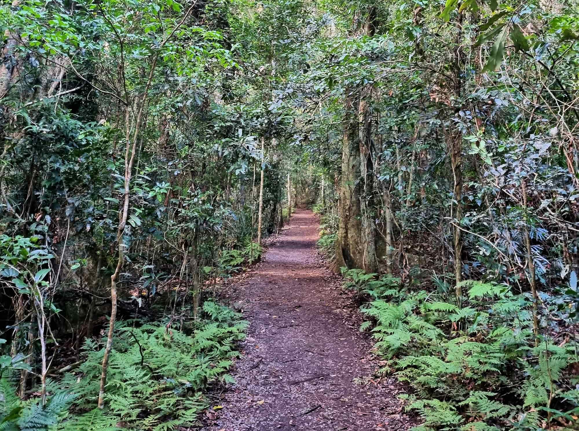 Walking track, Binna Burra, Lamington National Park QLD