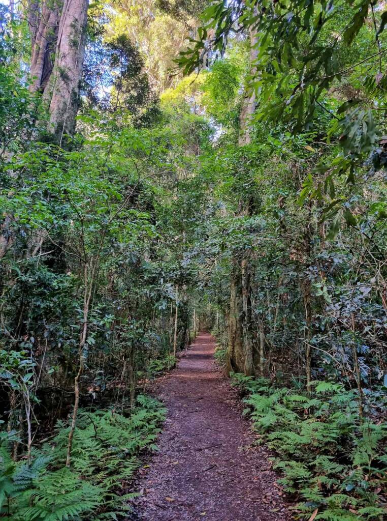 Walking track, Binna Burra, Lamington National Park QLD
