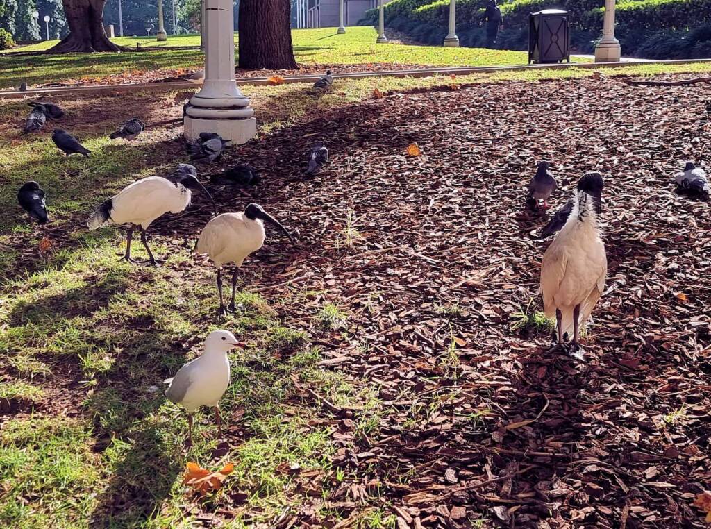 Australian White Ibis (Threskiornis molucca), Hyde Park, Sydney NSW