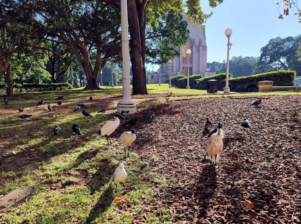 Australian White Ibis (Threskiornis molucca), Hyde Park, Sydney NSW