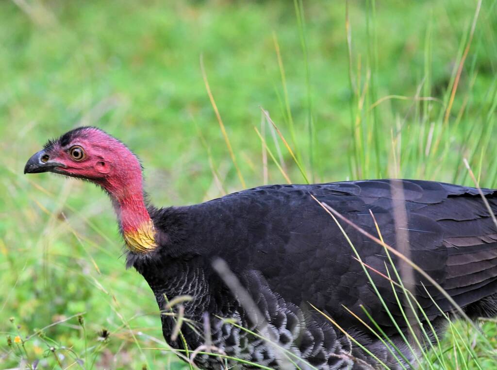 Australian Brush-turkey (Alectura lathami), O'Reilly, Lamington National Park, QLD