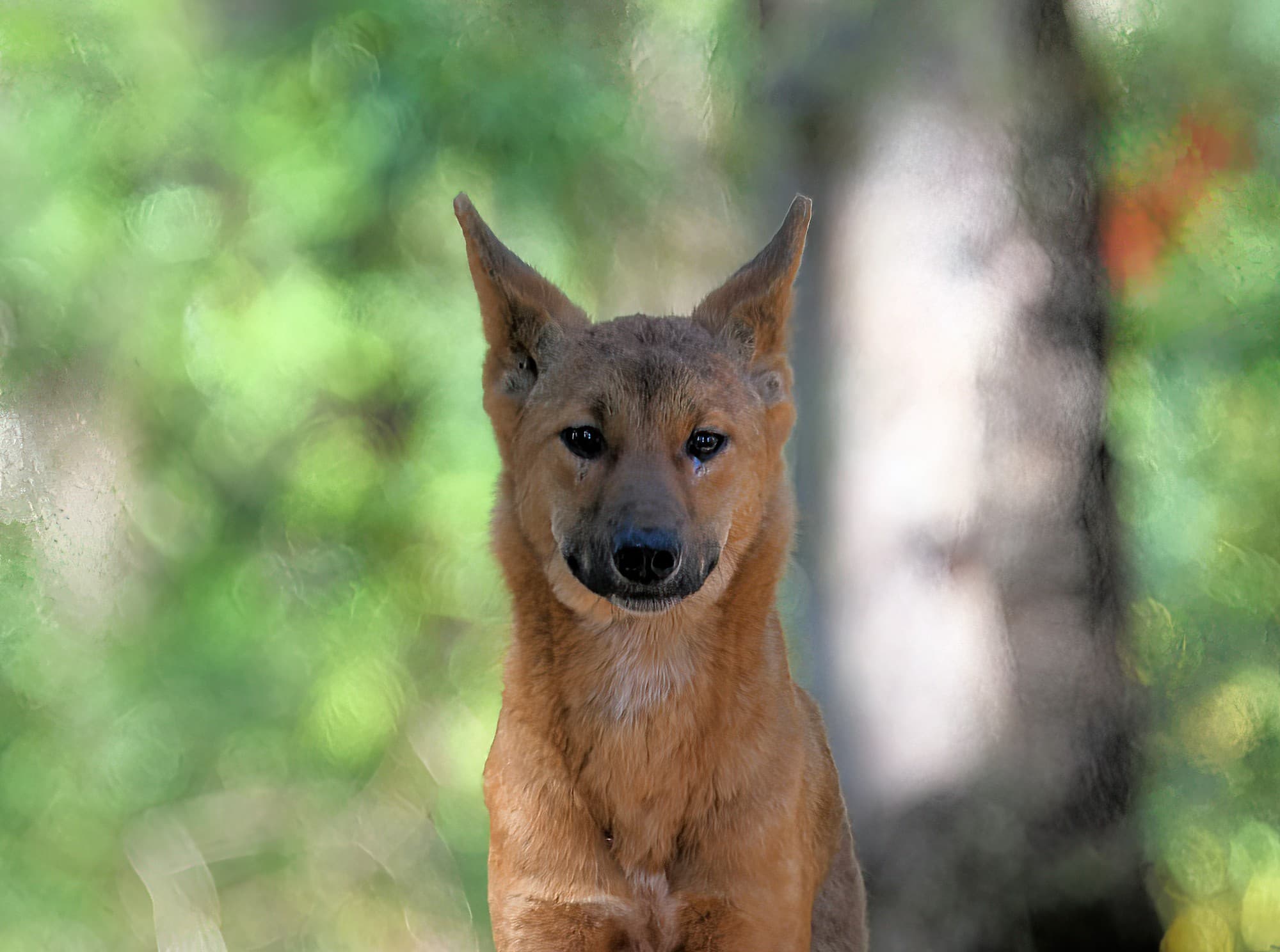 Canis dingo, Binna Burra, Lamington National Park, QLD © Dorothy Latimer