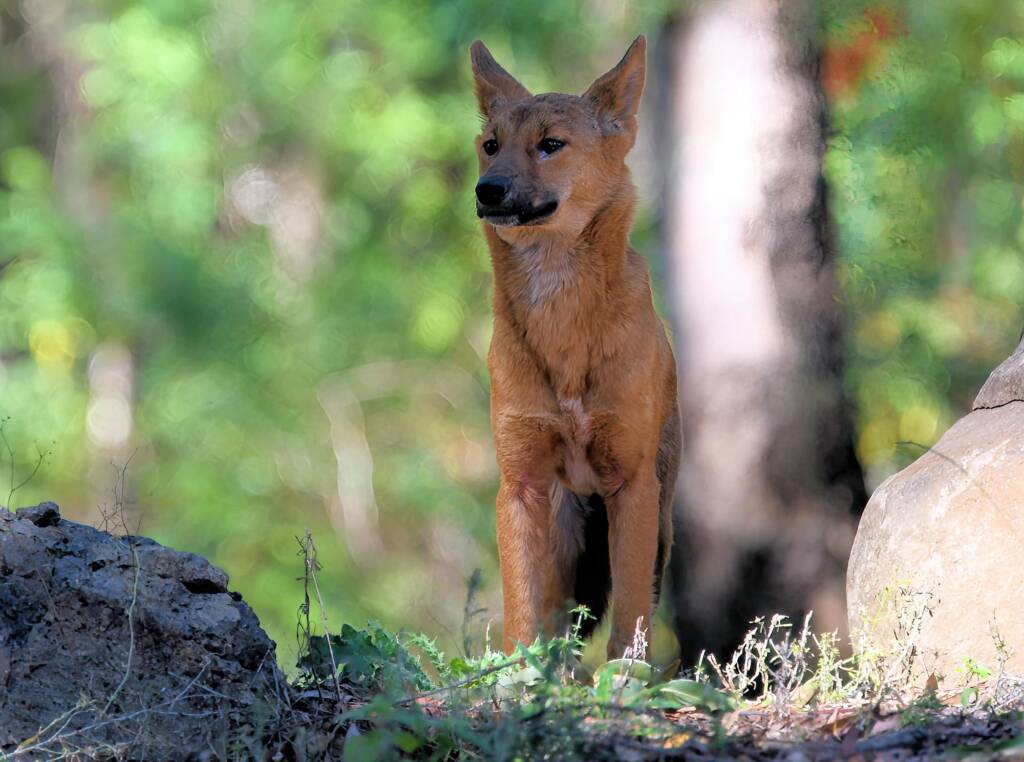 Canis dingo, Binna Burra, Lamington National Park, QLD