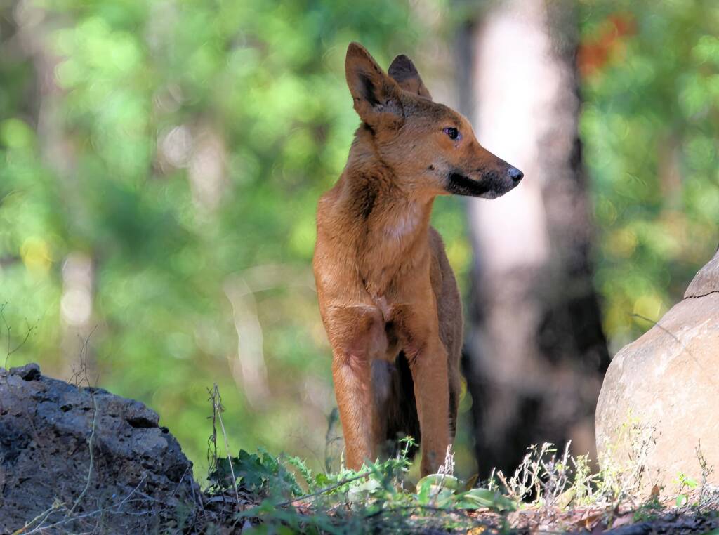 Canis dingo, Binna Burra, Lamington National Park, QLD