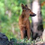 Canis dingo, Binna Burra, Lamington National Park, QLD