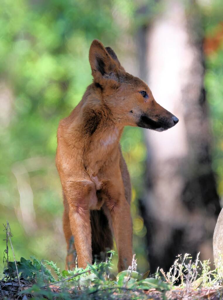 Canis dingo, Binna Burra, Lamington National Park, QLD