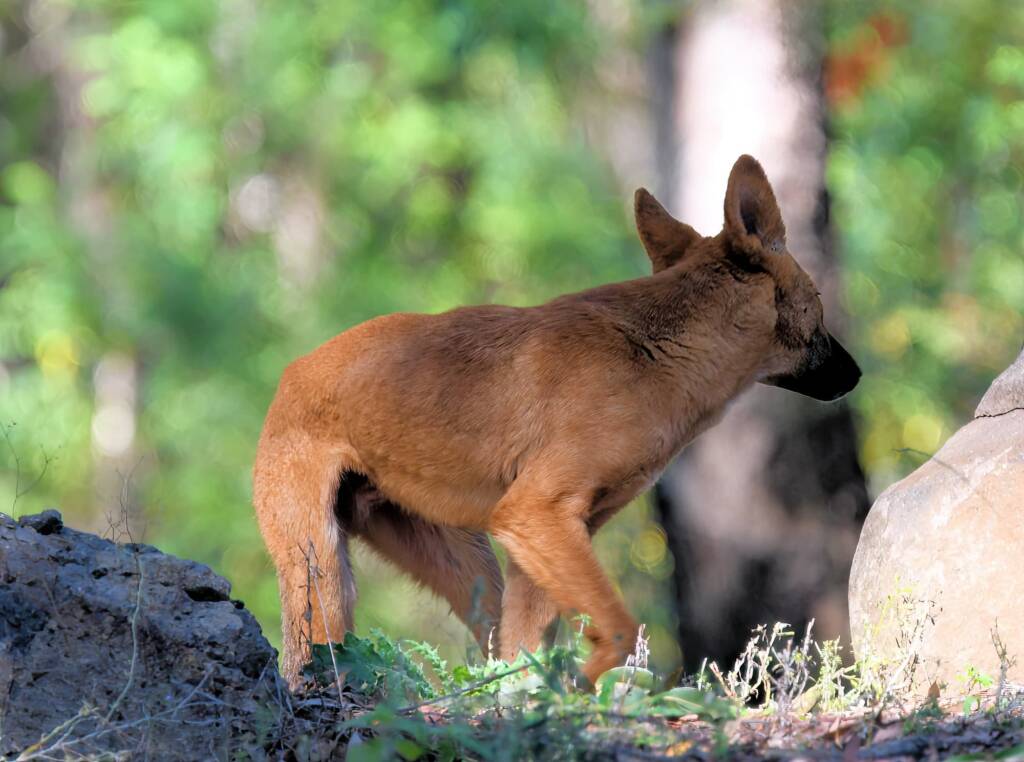 Canis dingo, Binna Burra, Lamington National Park, QLD