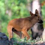 Canis dingo, Binna Burra, Lamington National Park, QLD