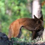 Canis dingo, Binna Burra, Lamington National Park, QLD