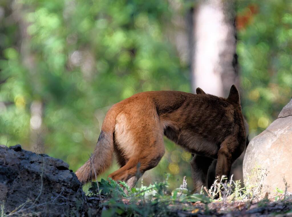 Canis dingo, Binna Burra, Lamington National Park, QLD