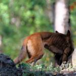 Canis dingo, Binna Burra, Lamington National Park, QLD