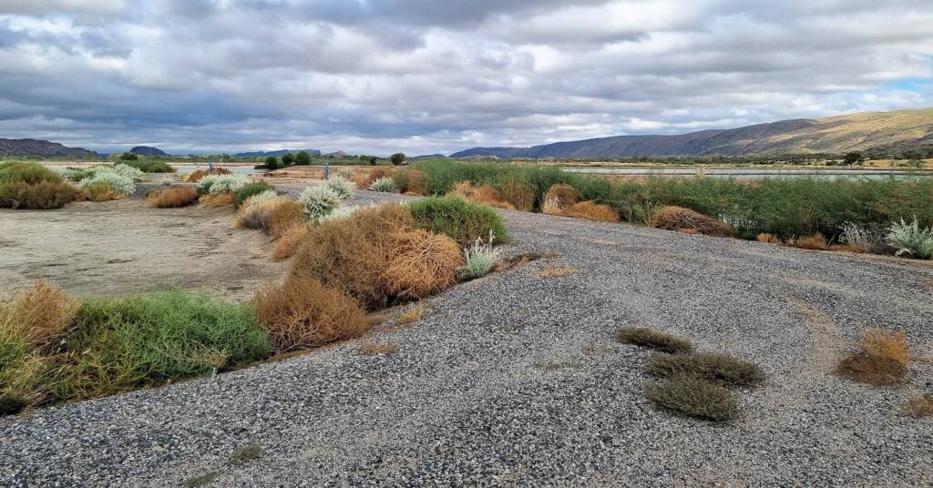 Cloudy morning at the Alice Springs Sewage Ponds NT (0814 am March) © Dorothy Latimer