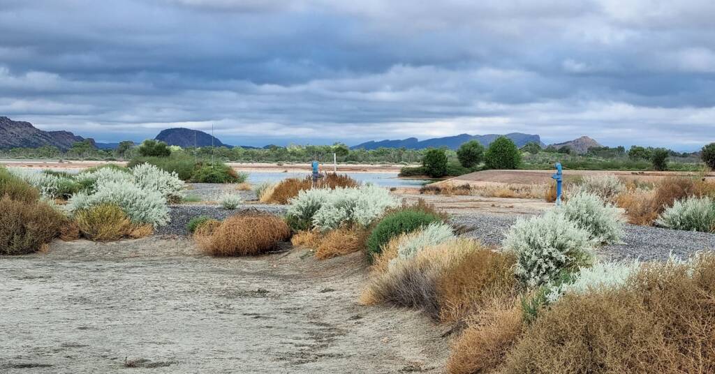 Cloudy morning at the Alice Springs Sewage Ponds NT (0814 am March) © Dorothy Latimer