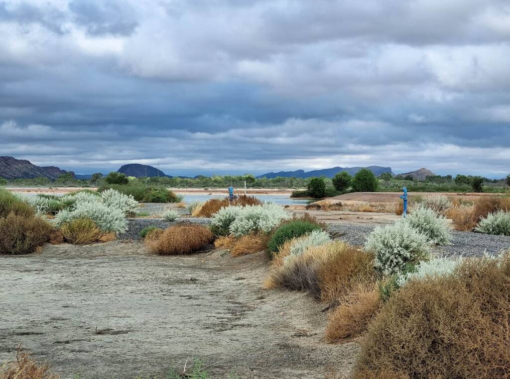 Cloudy morning at the Alice Springs Sewage Ponds NT (0814 am March) © Dorothy Latimer