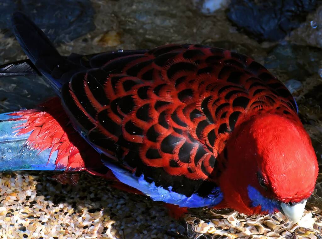 Crimson Rosella (Platycercus elegans), O'Reilly, Lamington National Park, QLD