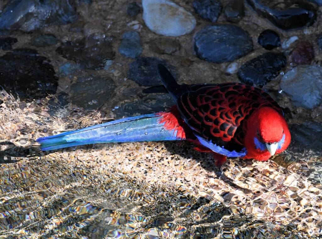 Crimson Rosella (Platycercus elegans), O'Reilly, Lamington National Park, QLD
