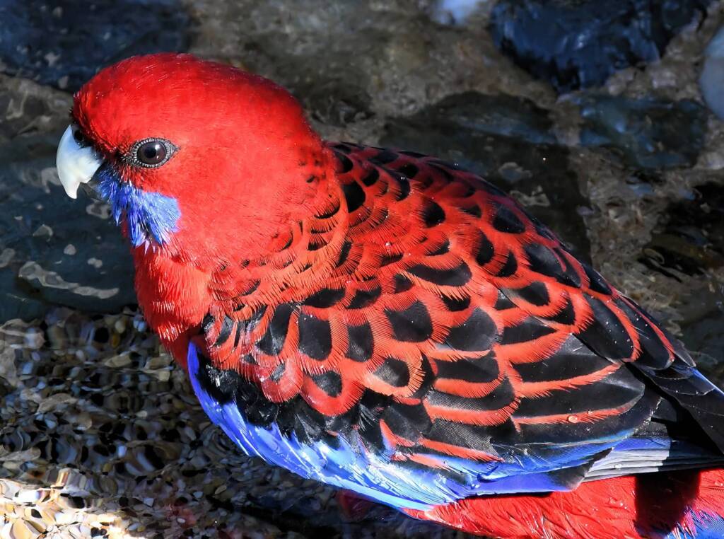 Crimson Rosella (Platycercus elegans), O'Reilly, Lamington National Park, QLD