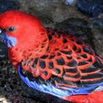 Crimson Rosella (Platycercus elegans), O'Reilly, Lamington National Park, QLD