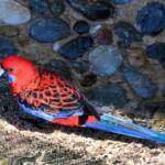 Crimson Rosella (Platycercus elegans), O'Reilly, Lamington National Park, QLD