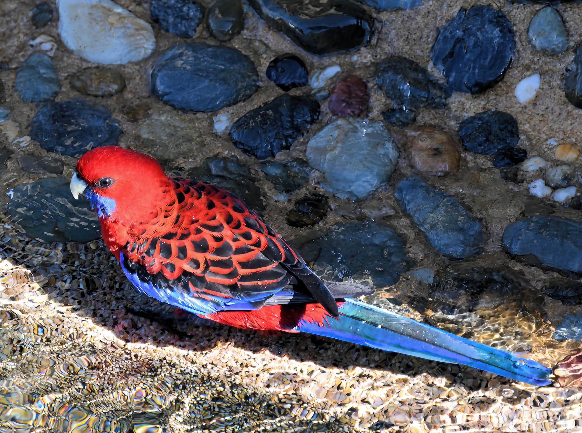 Crimson Rosella (Platycercus elegans), O'Reilly, Lamington National Park, QLD