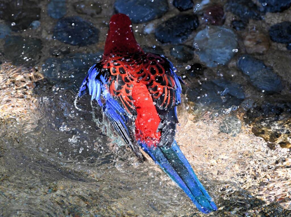 Crimson Rosella (Platycercus elegans), O'Reilly, Lamington National Park, QLD