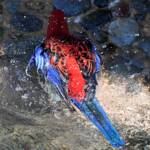 Crimson Rosella (Platycercus elegans), O'Reilly, Lamington National Park, QLD
