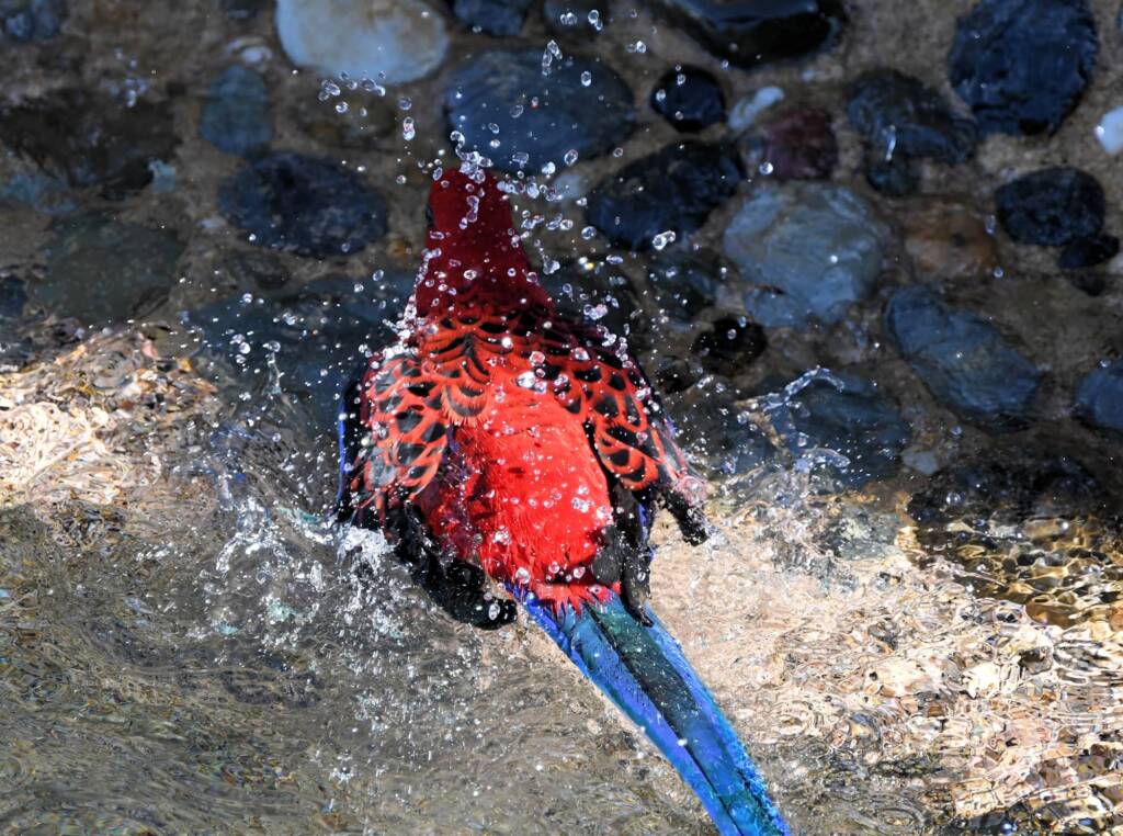 Crimson Rosella (Platycercus elegans), O'Reilly, Lamington National Park, QLD