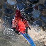 Crimson Rosella (Platycercus elegans), O'Reilly, Lamington National Park, QLD