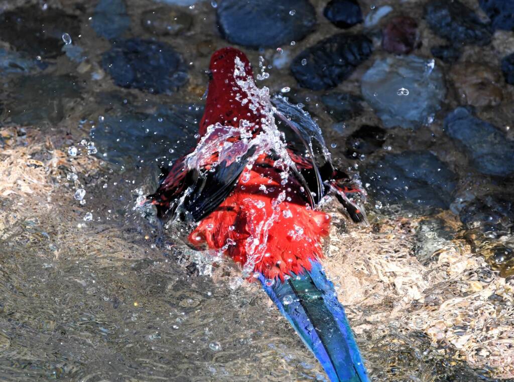 Crimson Rosella (Platycercus elegans), O'Reilly, Lamington National Park, QLD